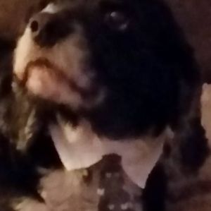 Meet your Posher, Monica